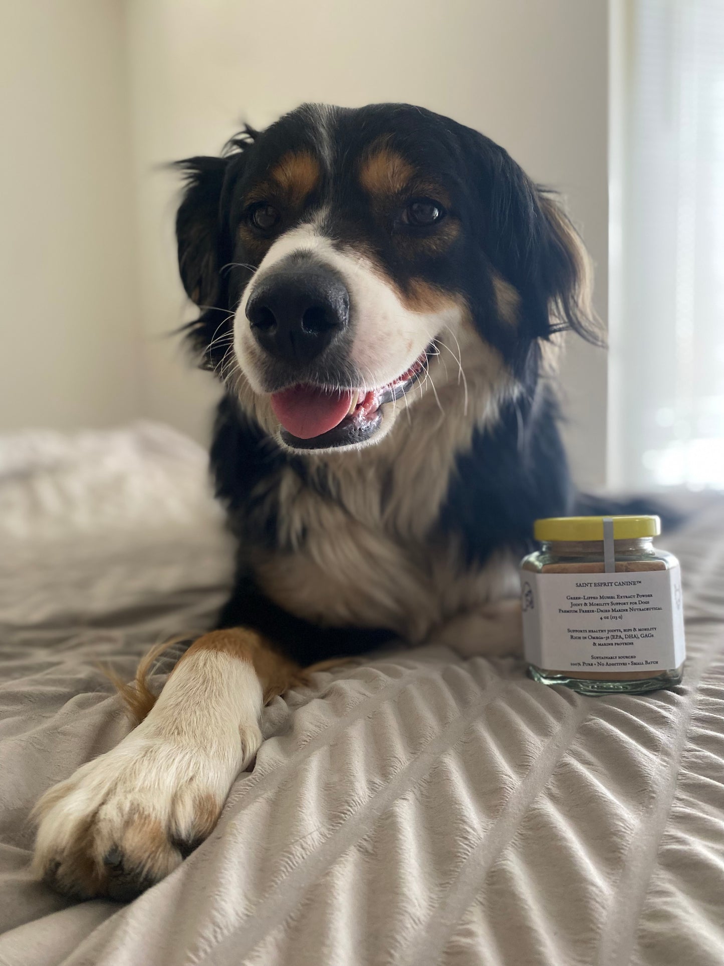 Saint Esprit Canine™ – Green-Lipped Mussel Extract for Dogs (4 oz)